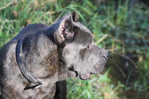 old world cane corso vandal